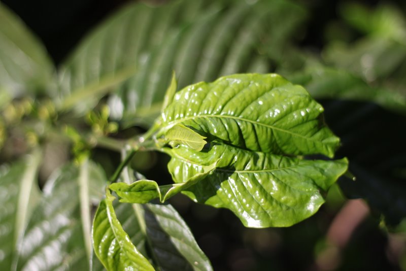 India 2010 - Coorg - Honey Valley - Growing Coffee